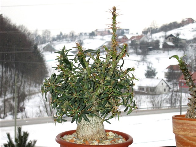 pachypodium bispinosum